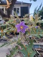 Image of Orange-thorned nightshade