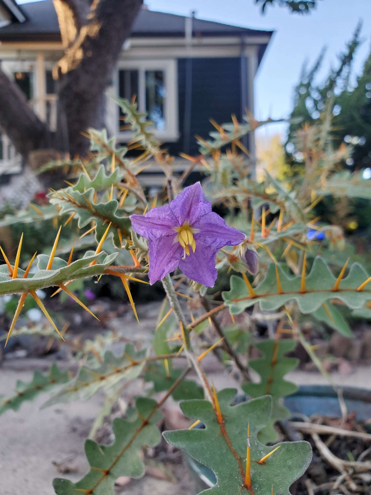 Image of Orange-thorned nightshade