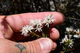 Image of Sprengelia incarnata Sm.