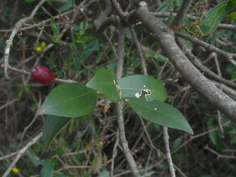 Image of Eugenia uruguayensis Cambess.