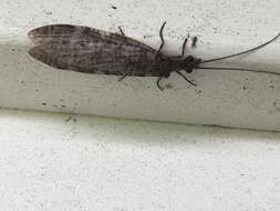 Image of New Zealand dobsonfly