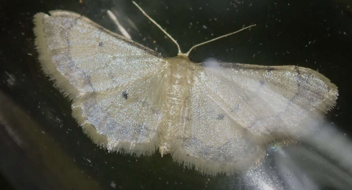 Image of Idaea politaria Hübner 1799