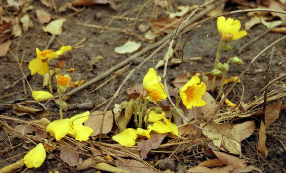 Imagem de Cochlospermum tinctorium Perr. ex A. Rich.