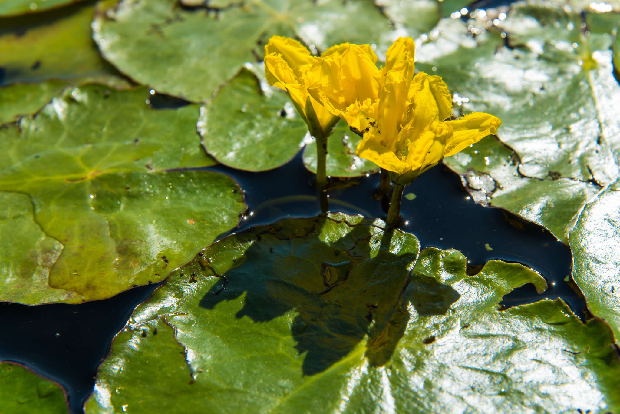 Image of yellow floatingheart