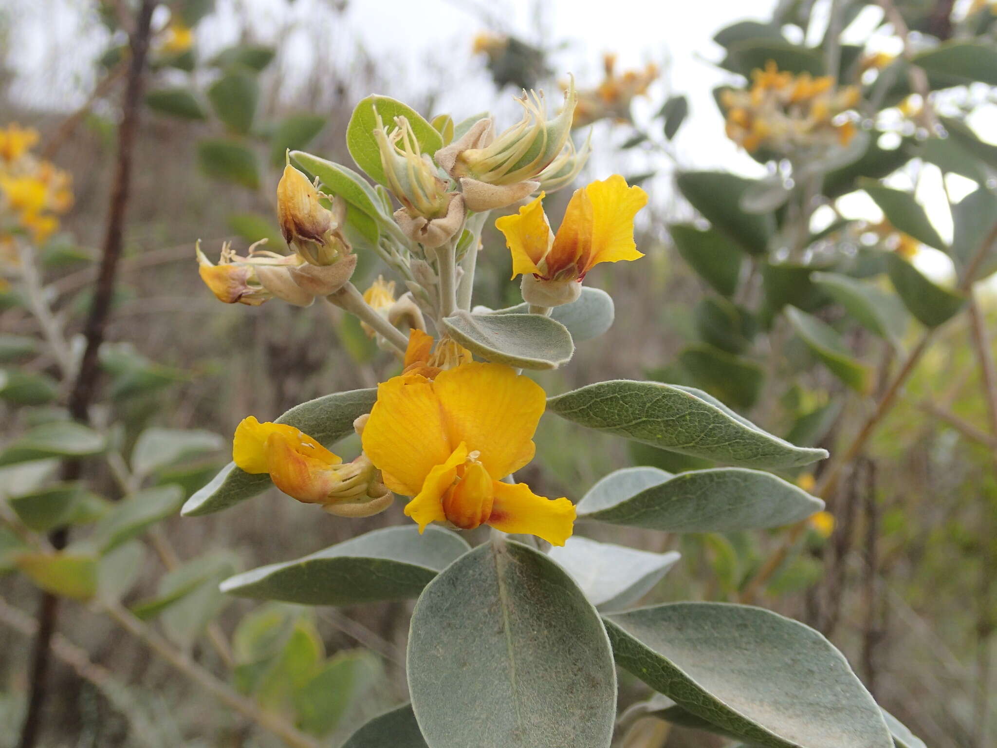 Stirtonanthus taylorianus (L. Bolus) B.-E. van Wyk & A. L. Schutte的圖片