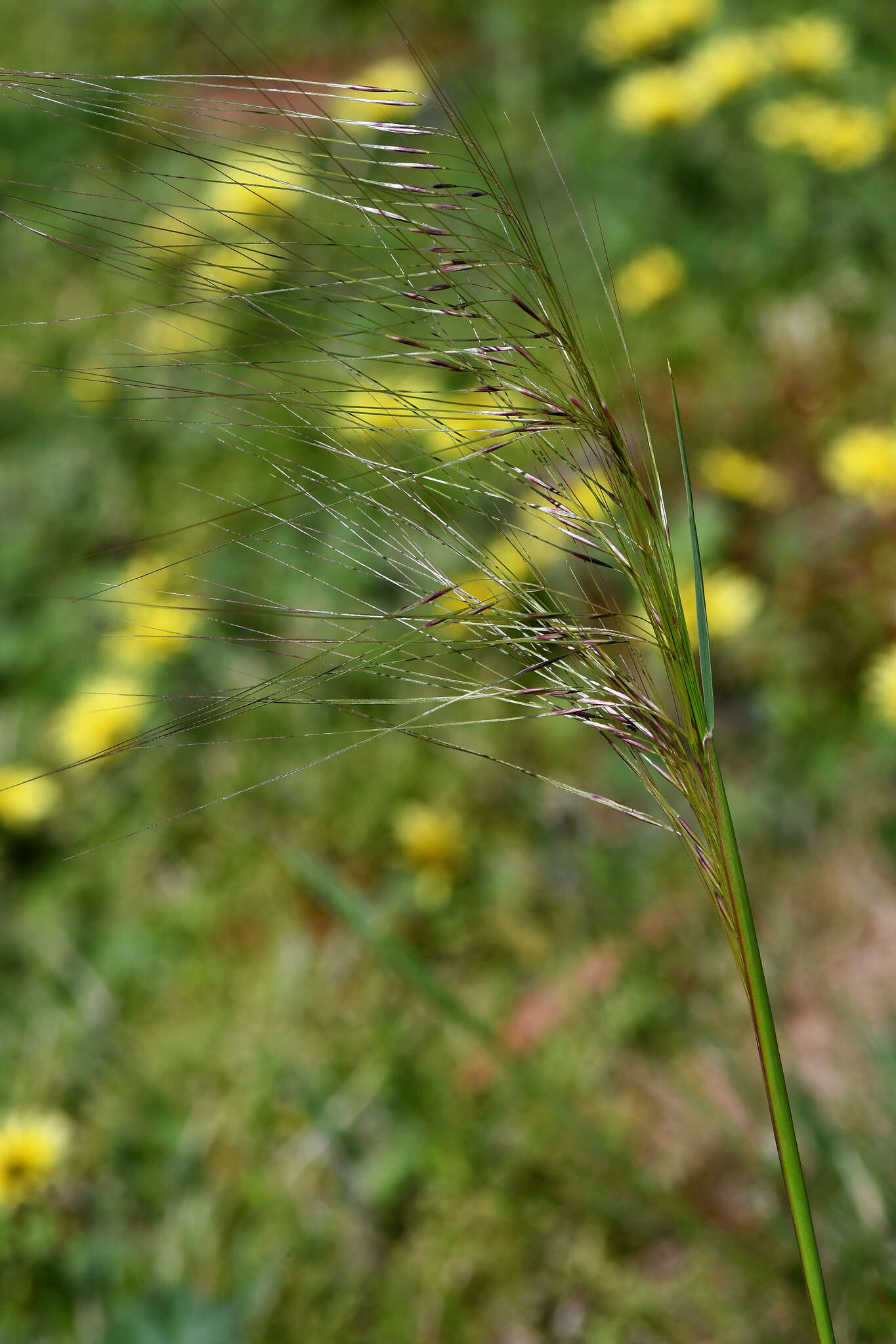 Image of Austrostipa scabra subsp. falcata (Hughes) S. W. L. Jacobs & J. Everett