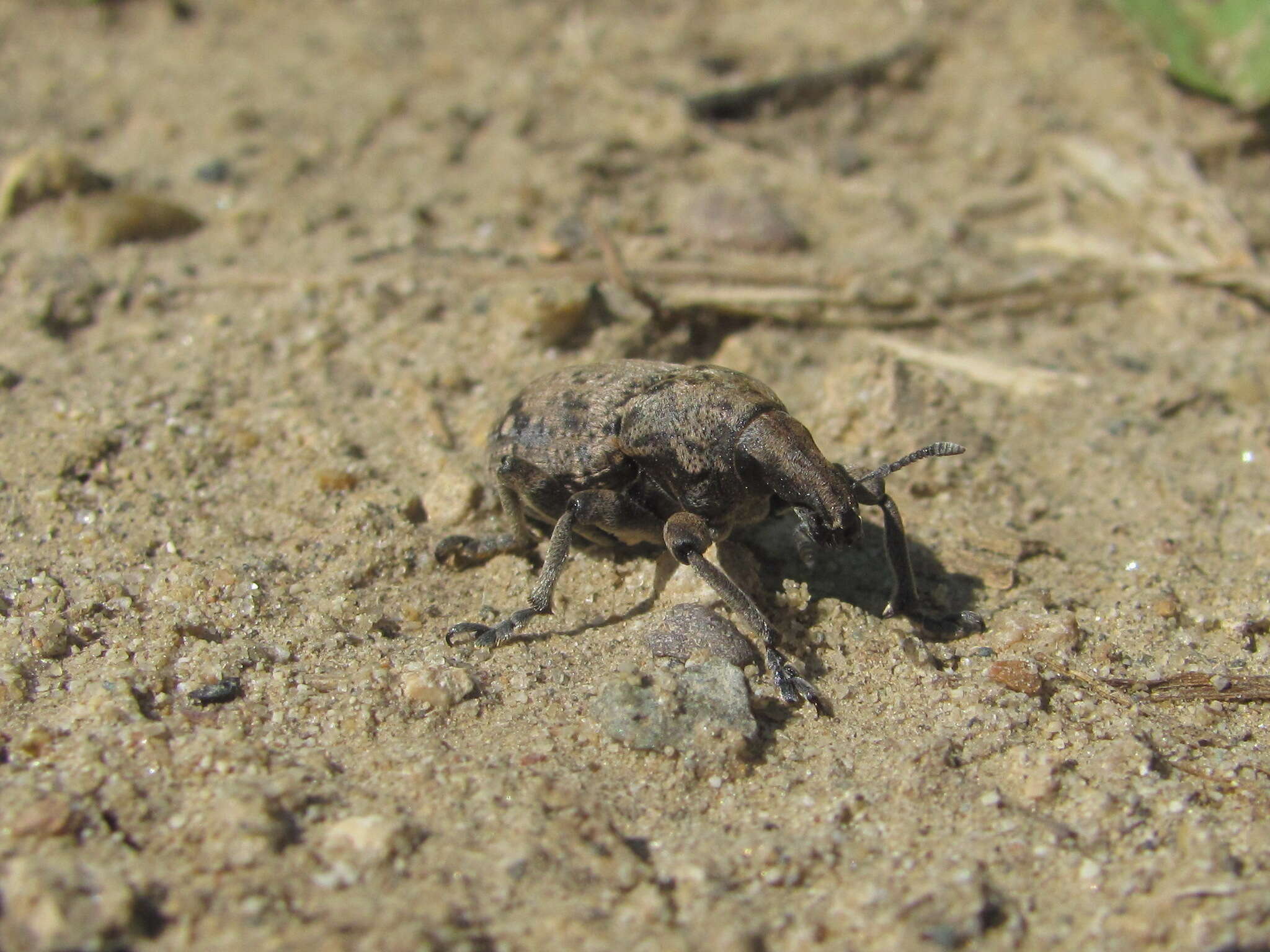 Image of Leucophyes pedestris