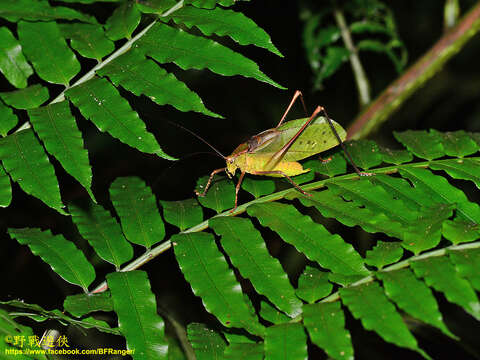 Image of Mecopoda niponensis (Haan 1843)