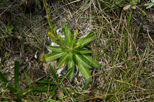 Image of Perezia squarrosa (Vahl) Less.