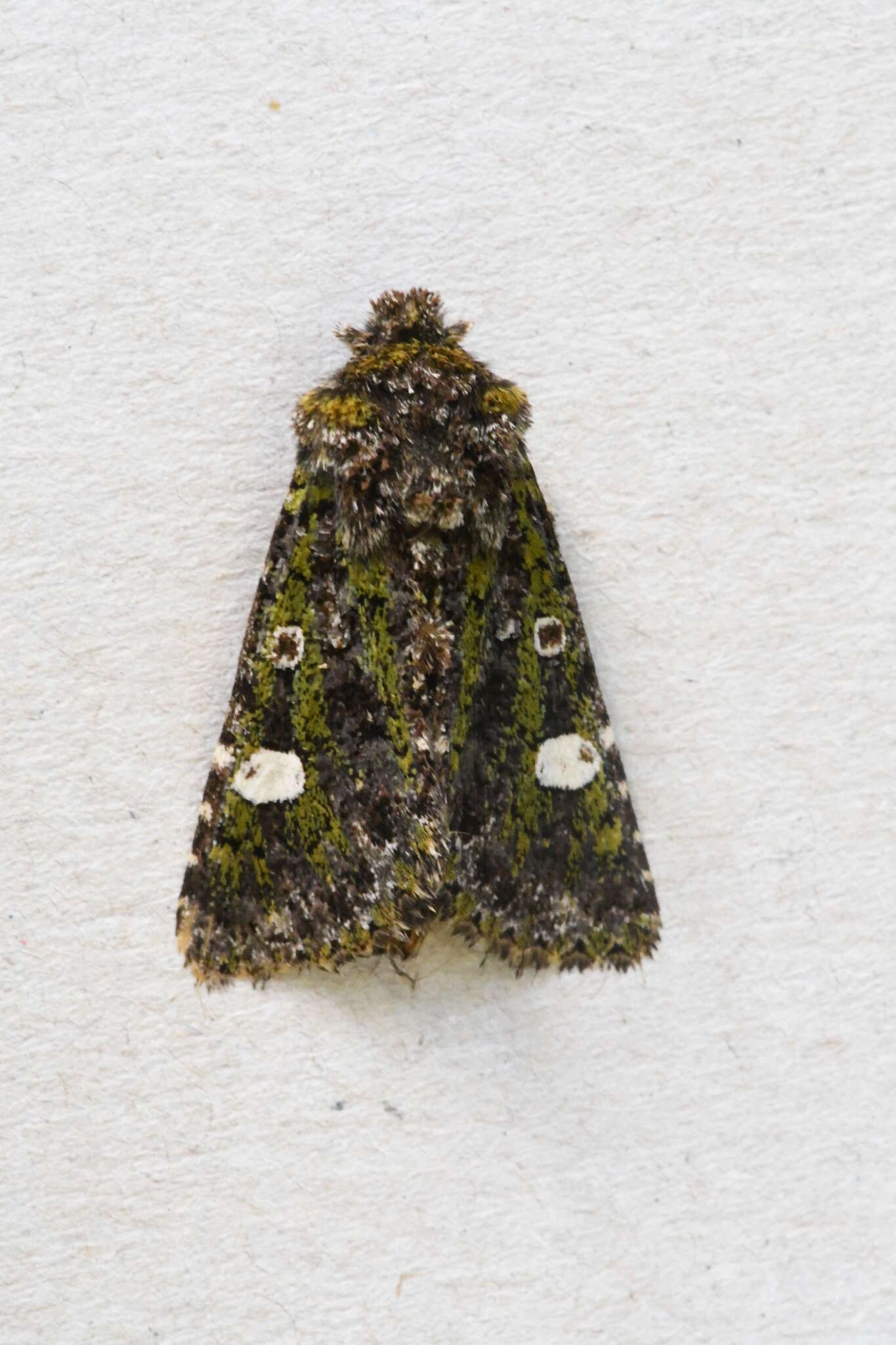 Image of Green-brindled Dot