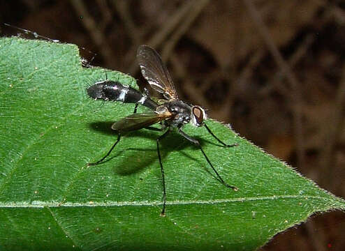 Image of Cordyligaster