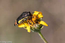 Imagem de Acmaeodera flavomarginata (Gray 1832)