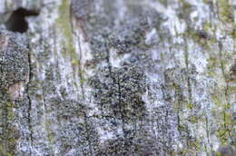 Image of trapeliopsis lichen