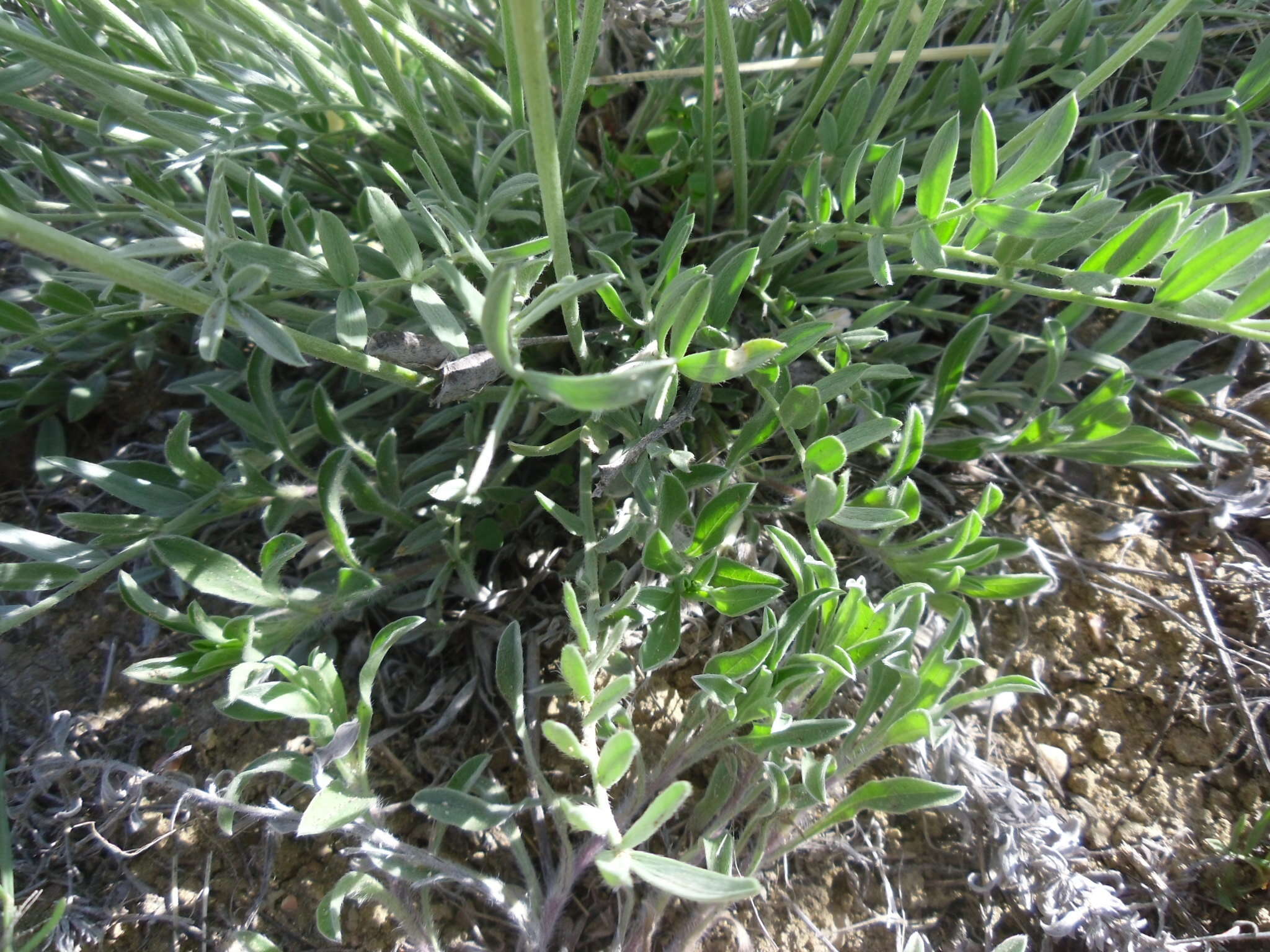 Image of white locoweed