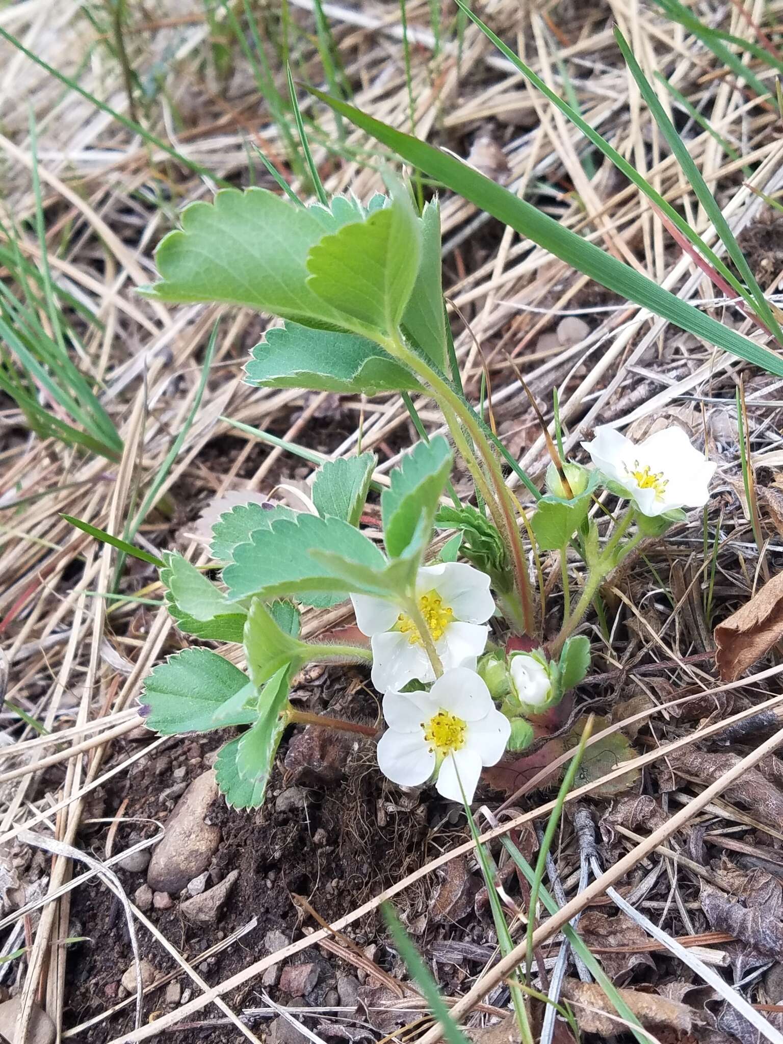 Image of Virginia strawberry