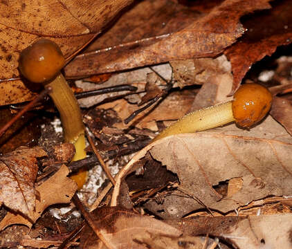 Image of Tolypocladium capitatum (Holmsk.) Quandt, Kepler & Spatafora 2014