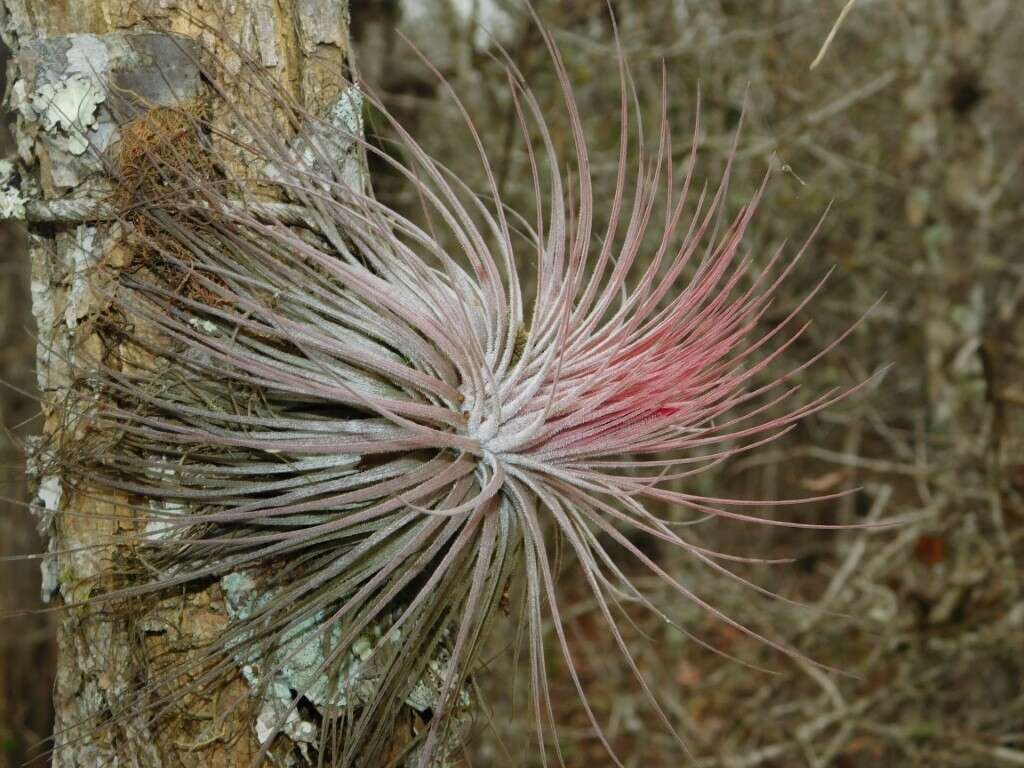 Image of Tillandsia magnusiana Wittm.