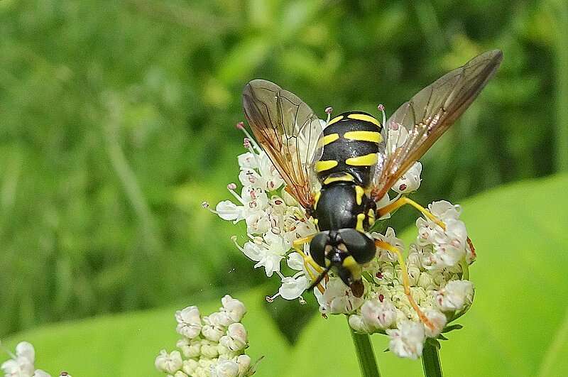 Image de Chrysotoxum vernale Loew 1841