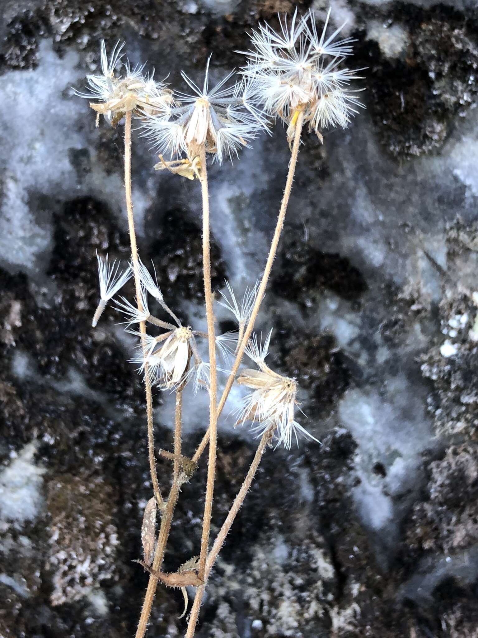 Image of longleaf arnica