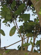 Image of Knobbly fig