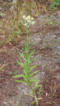 Image of Macoun's cudweed