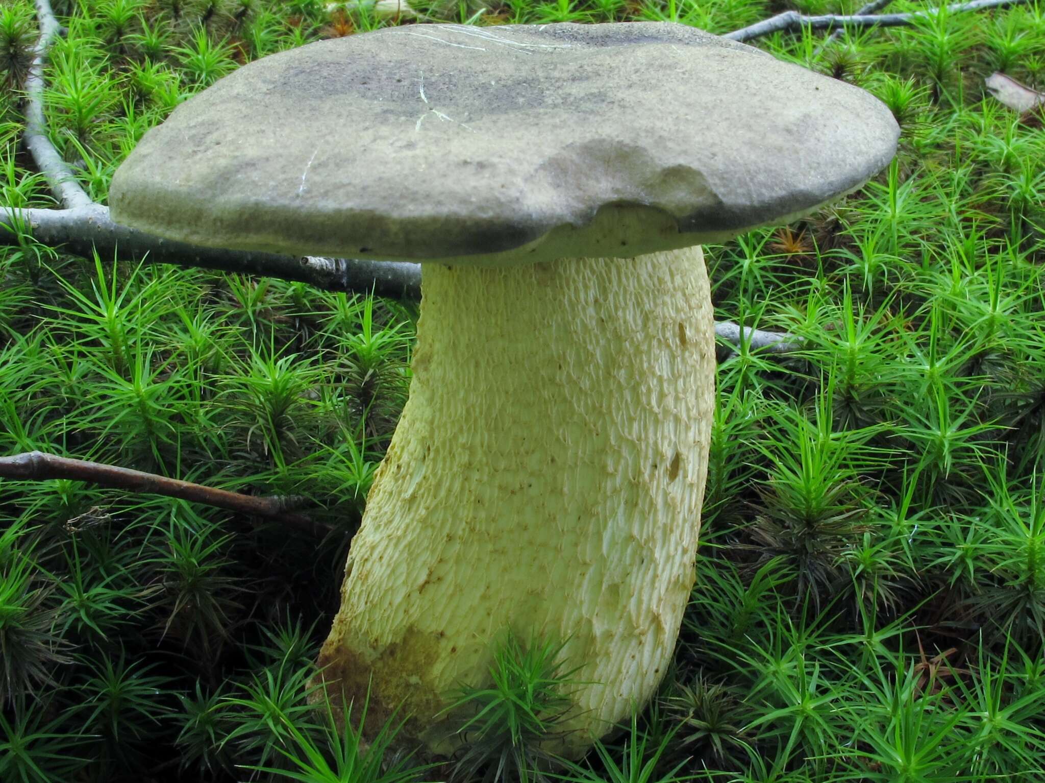 Слика од Retiboletus