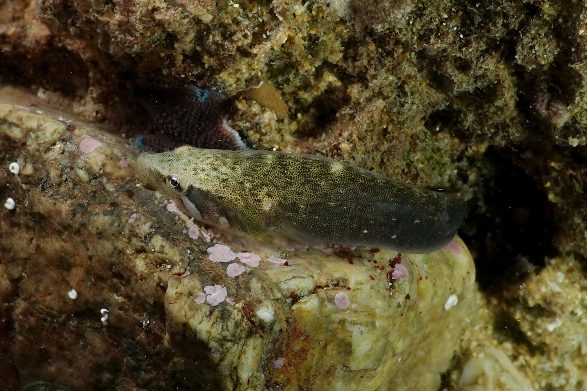 Image of Estuary Clingfish