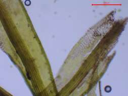 Image de Cynodontium bruntonii Bruch & W. P. Schimper ex B. S. G. 1846