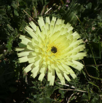 Image of Smooth Golden Fleece