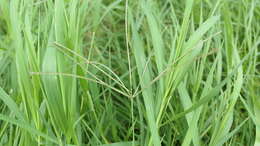 Image of African Bermudagrass