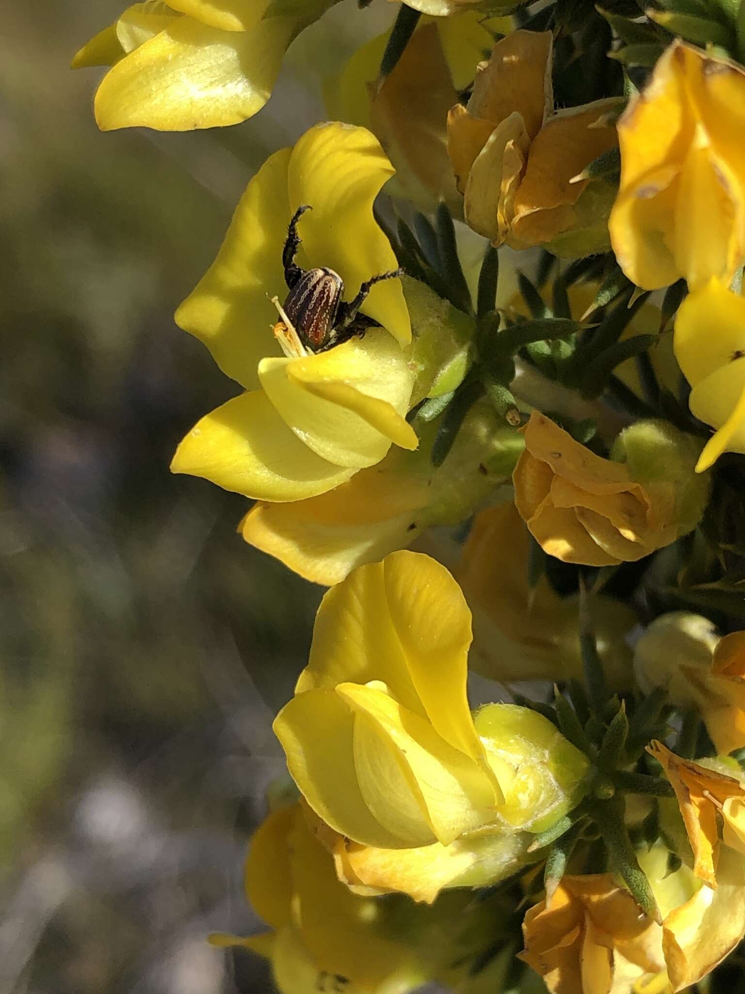 Слика од Aspalathus aciphylla Harv.