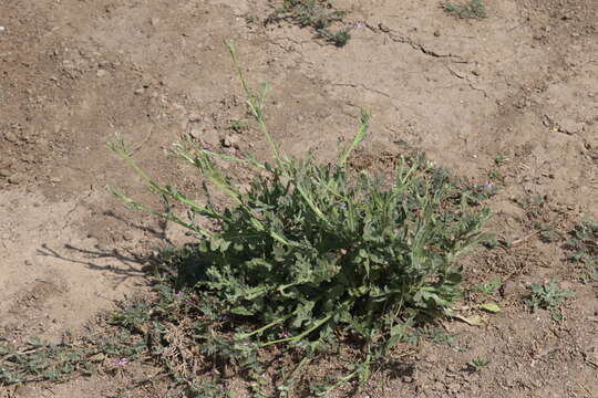 Plancia ëd Volutaria tubuliflora (Murb.) Sennen