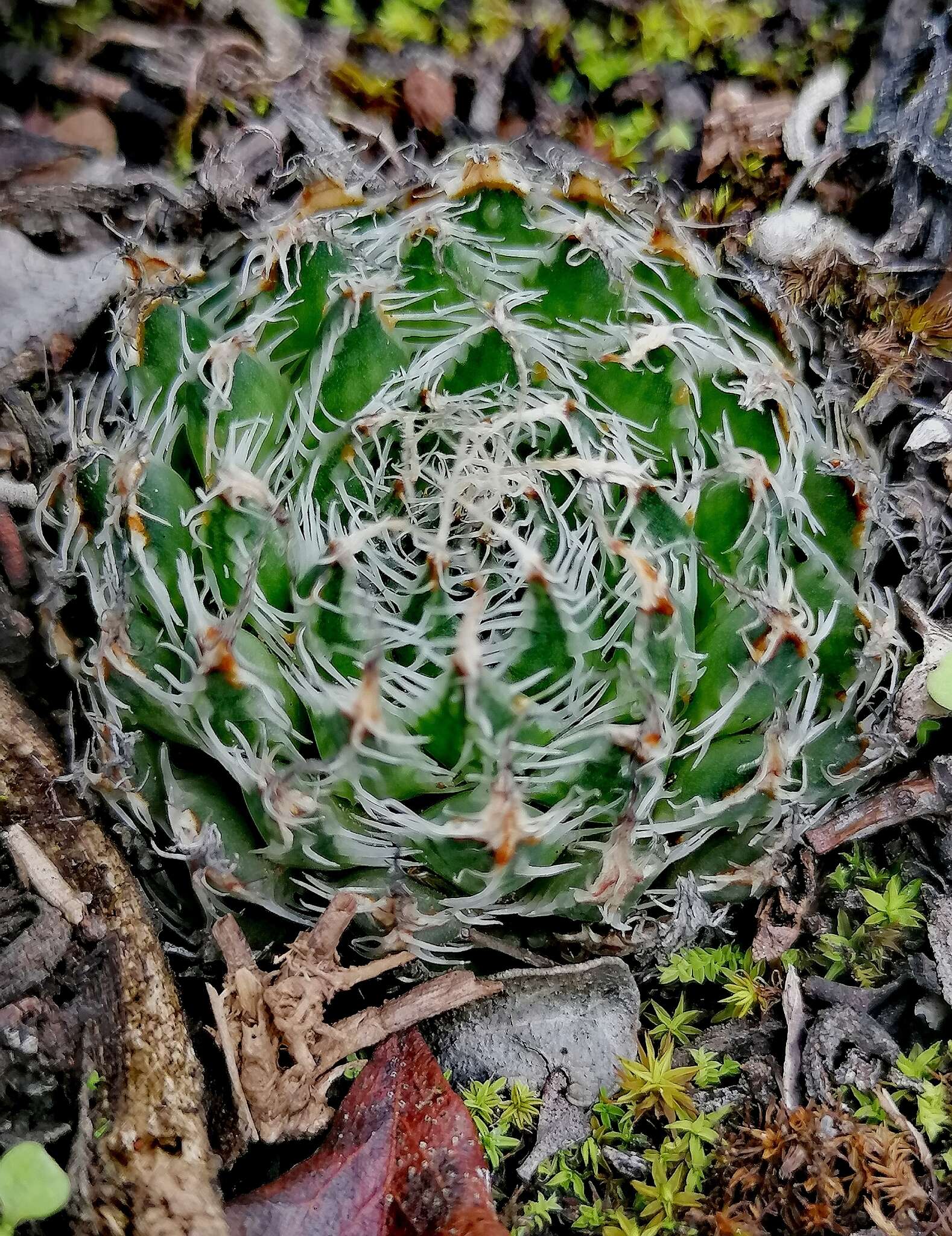 Слика од Haworthia arachnoidea var. nigricans (Haw.) M. B. Bayer