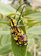 Image of Tragocephala variegata Bertoloni 1845