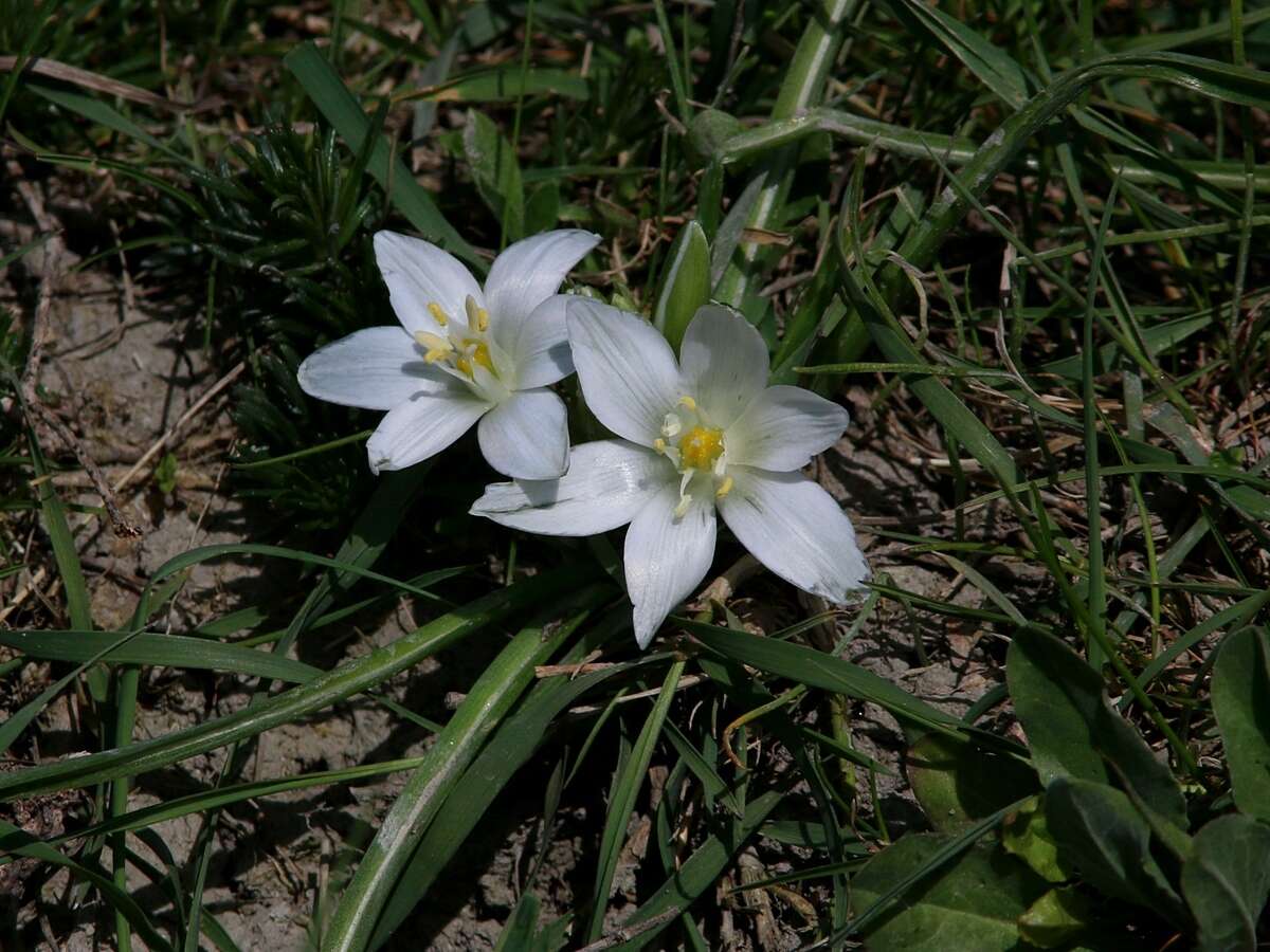 Image de Ornithogalum refractum Kit. ex Schltdl.