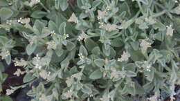 Image de Morettia parviflora Boiss.