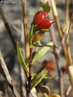 Plocama calabrica (L. fil.) M. Backlund & Thulin的圖片