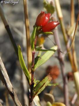 Image of Plocama calabrica (L. fil.) M. Backlund & Thulin