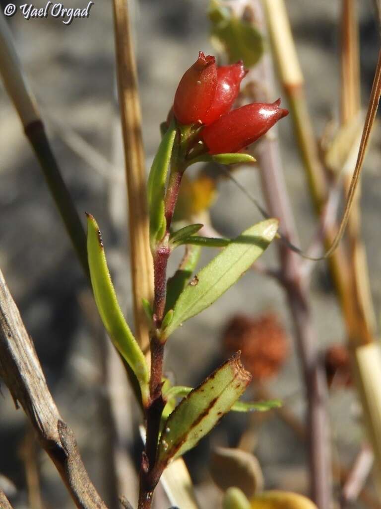 Image of Plocama calabrica (L. fil.) M. Backlund & Thulin