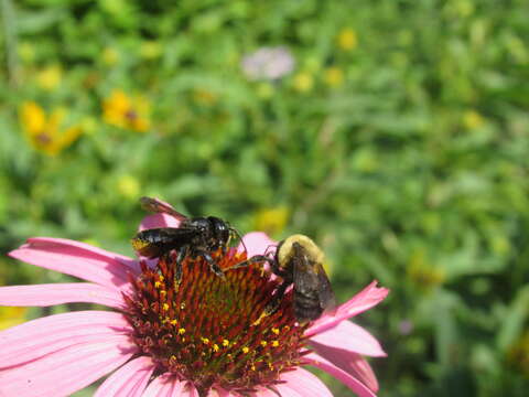 Image of Carpenter-mimic Leaf-cutter Bee