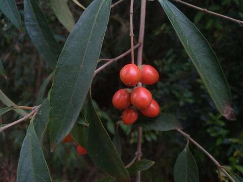 Image of Citharexylum solanaceum Cham.