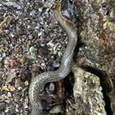 Image of Spotted eel blenny