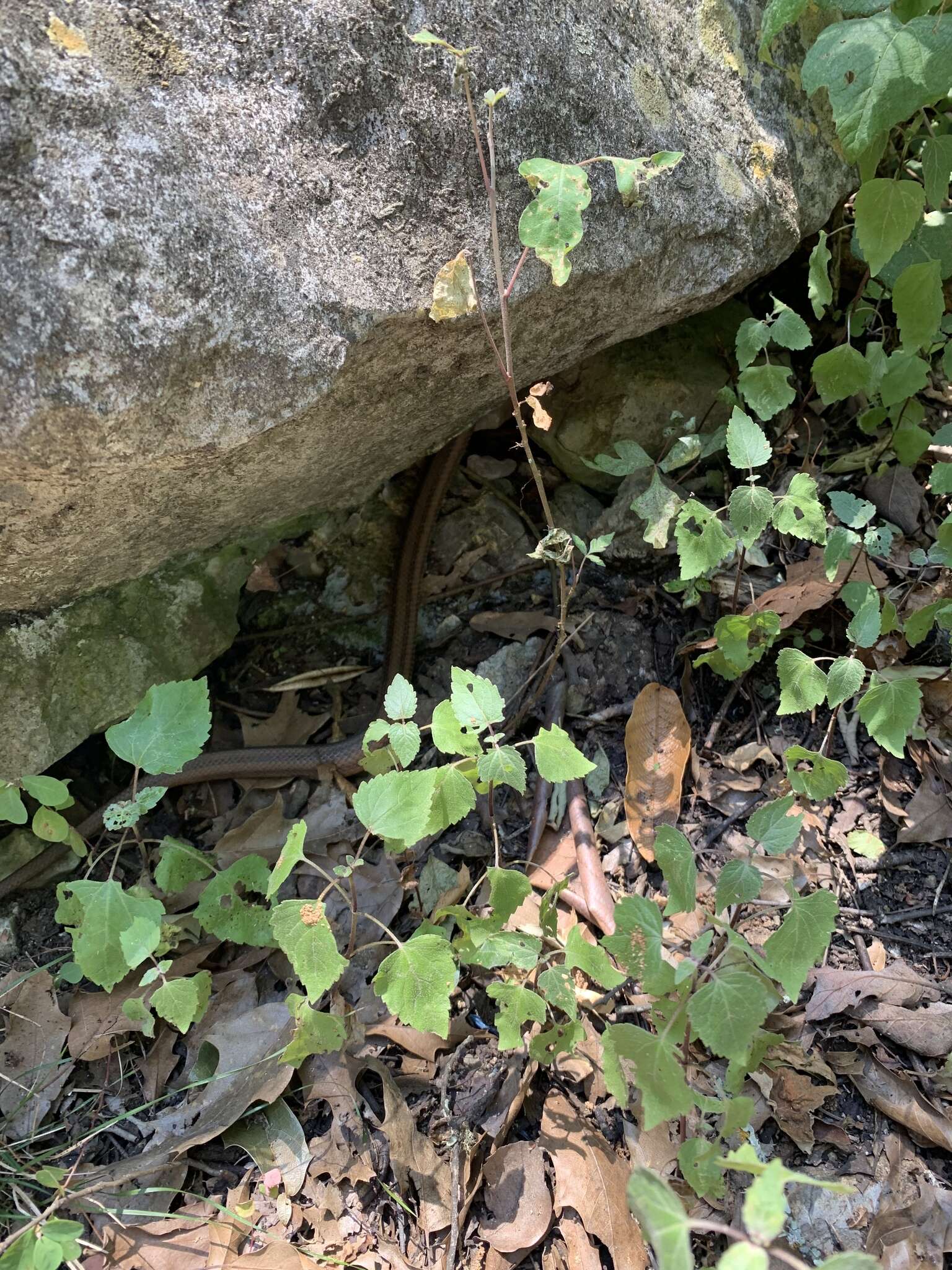 Image of Baird's Rat Snake