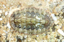 Image of Chaetopleura lurida (G. B. Sowerby I 1832)