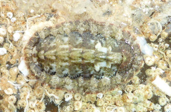 Image of Chaetopleura lurida (G. B. Sowerby I 1832)