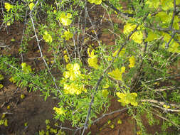 Imagem de Rhigozum brevispinosum Kuntze