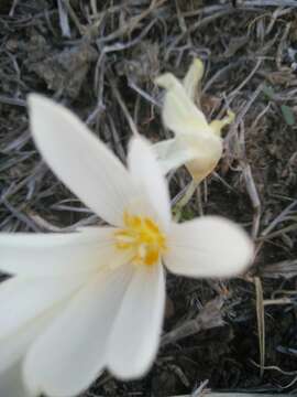 Image of Crocus ochroleucus Boiss. & Gaill.