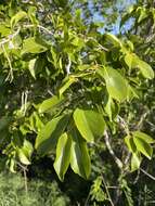 Image of violet tree