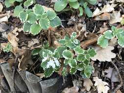 صورة Plectranthus madagascariensis (Pers.) Benth.