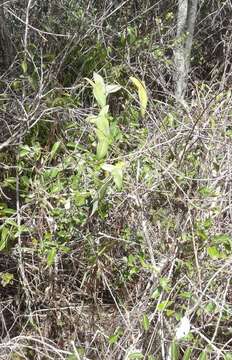 Passiflora mucugeana T. S. Nunes & L. P. Queiroz resmi